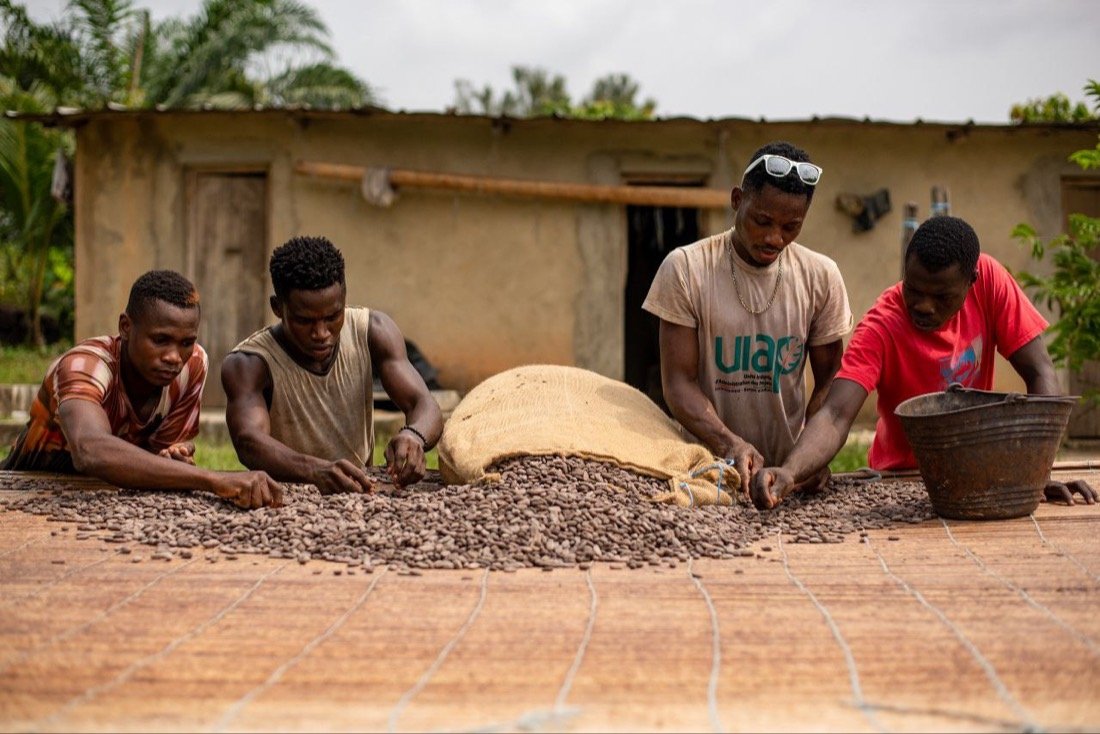 Séchage du café en Côte d'Ivoire