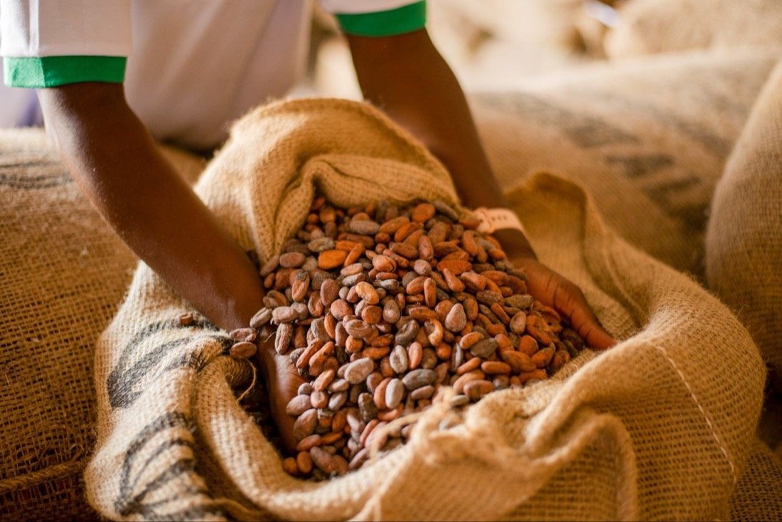Grains de café ivoirien entre les mains d'un producteur